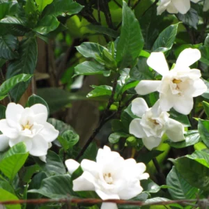 Jasmine Plant, Cape Jasmine Live Plant, Frostproof Jasmine Plants Outdoor, Gardenia Plant Live Indoor, 5 to 7 Inches Tall