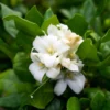 Jasmine Plant, Orange Jasmine Live Plant, Live Jasmine Plants Outdoor, Gardenia Plant Live Indoor, 5 to 7 Inches Tall