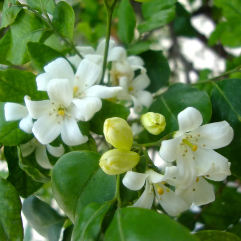 Jasmine Plant, Orange Jasmine Live Plant, Live Jasmine Plants Outdoor, Gardenia Plant Live Indoor, 5 to 7 Inches Tall