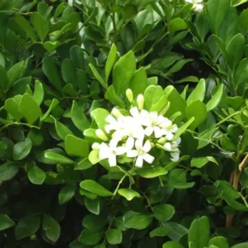 Jasmine Plant, Orange Jasmine Live Plant, Live Jasmine Plants Outdoor, Gardenia Plant Live Indoor, 5 to 7 Inches Tall