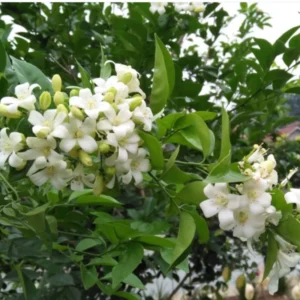 Jasmine Plant, Orange Jasmine Live Plant, Live Jasmine Plants Outdoor, Gardenia Plant Live Indoor, 5 to 7 Inches Tall