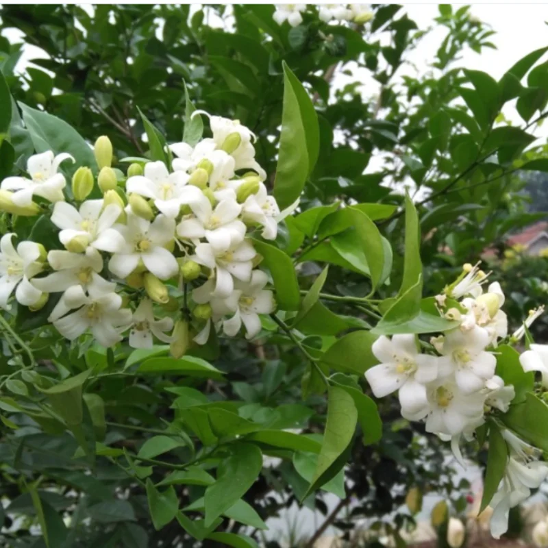 Jasmine Plant, Orange Jasmine Live Plant, Live Jasmine Plants Outdoor, Gardenia Plant Live Indoor, 5 to 7 Inches Tall