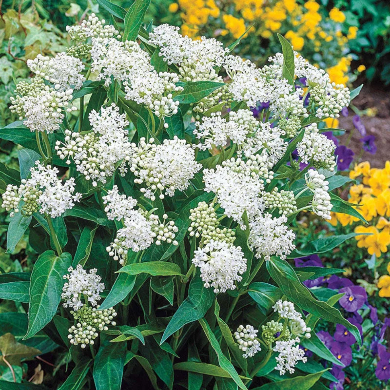 Milkweed Plants Live, Pack 2 Live Milkweed Plants Outdoor