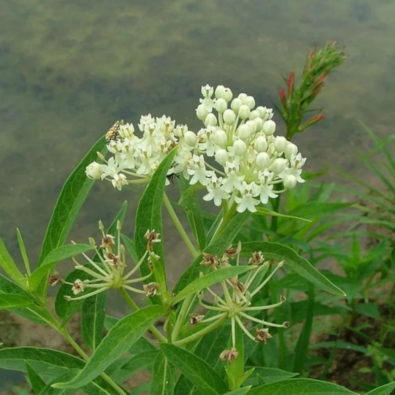 Milkweed Plants Live, Pack 2 Live Milkweed Plants Outdoor