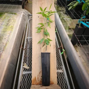 Meiwa Kumquat Tree - 18-24