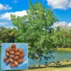 Pecan Tree - 6-12" Tall Live Plant - 4" Pot - Hardy Pecan Nut Seedling - Carya illinoinensis