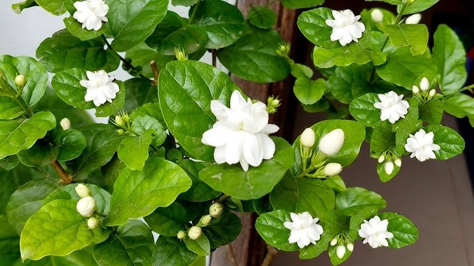 Arabian Jasmine (Jasminum sambac)