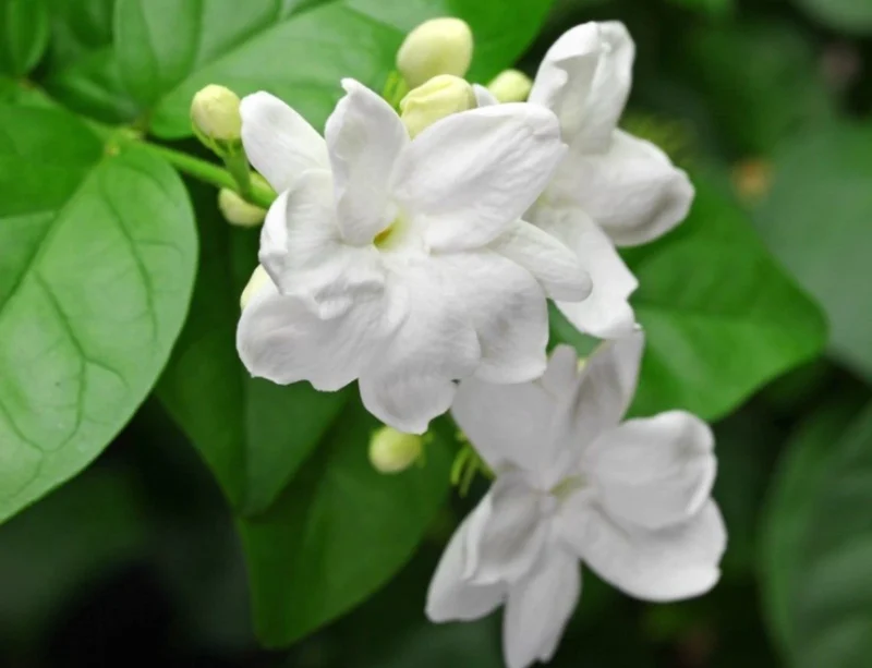 arabian jasmine flowers