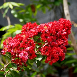 Red Crape Myrtle Plant Live, Hardy Crepe Myrtle Tree in Quart Pot, 8-15 Inch Tall, Ornamental Crepe Myrtle Flowering Ideal for Gardens and Yards