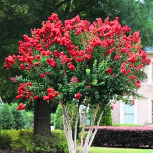 Red Crepe Myrtle Tree, Red Crape Myrtle Plant Live, Size 8-15 Inch Tall, in Quart Pot