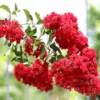 Red Crepe Myrtle Tree, Red Crape Myrtle Plant Live, Size 8-15 Inch Tall, in Quart Pot