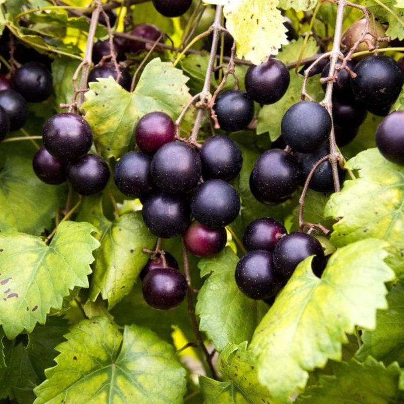 1 Muscadine Grape Vine, Grape Plant Live, Hardy Grape Fruit Tree, Potted in 4-Inch Container for Backyard Gardening