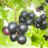1 Muscadine Grape Vine, Grape Plant Live, Hardy Grape Fruit Tree, Potted in 4-Inch Container for Backyard Gardening