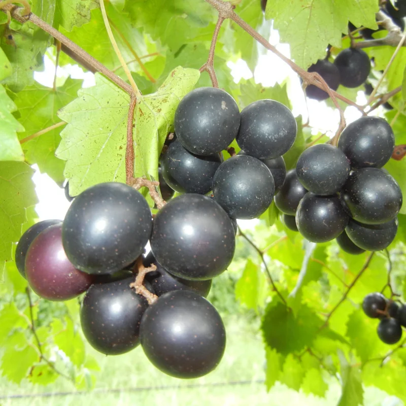1 Muscadine Grape Vine, Grape Plant Live, Hardy Grape Fruit Tree, Potted in 4-Inch Container for Backyard Gardening