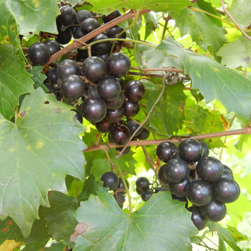 1 Muscadine Grape Vine, Grape Plant Live, Hardy Grape Fruit Tree, Potted in 4-Inch Container for Backyard Gardening