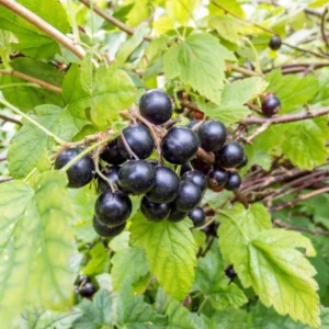 1 Muscadine Grape Vine, Grape Plant Live, Hardy Grape Fruit Tree, Potted in 4-Inch Container for Backyard Gardening