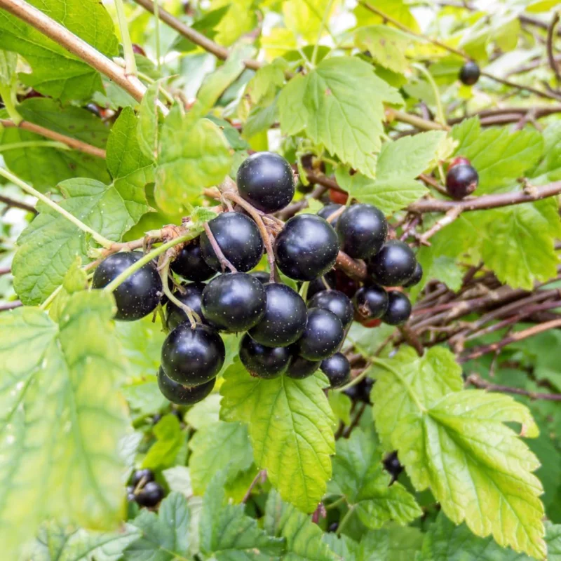 1 Muscadine Grape Vine, Grape Plant Live, Hardy Grape Fruit Tree, Potted in 4-Inch Container for Backyard Gardening