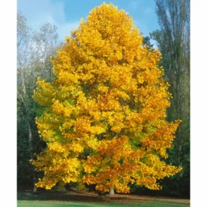 2 Tulip Poplar Trees Live Plants, 12-18 Inch Tall Bareroots for Easy Planting, Fast-Growing Shade Trees for Outdoor Gardens and Landscaping