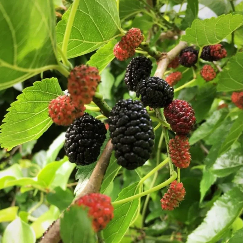 Sweet Dwarf Mulberry Tree Live – Mulberry Plants Live for Planting, Compact 6-10 Inch Fruit Seedlings, Potted in 3.5-Inch Container