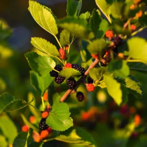 Sweet Dwarf Mulberry Tree Live – Mulberry Plants Live for Planting, Compact 6-10 Inch Fruit Seedlings, Potted in 3.5-Inch Container