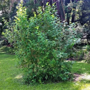 Sweet Dwarf Mulberry Tree Live – Mulberry Plants Live for Planting, Compact 6-10 Inch Fruit Seedlings, Potted in 3.5-Inch Container