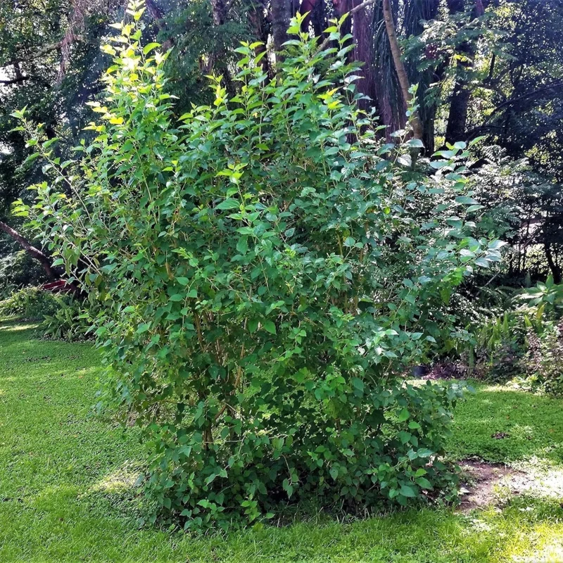 Sweet Dwarf Mulberry Tree Live – Mulberry Plants Live for Planting, Compact 6-10 Inch Fruit Seedlings, Potted in 3.5-Inch Container