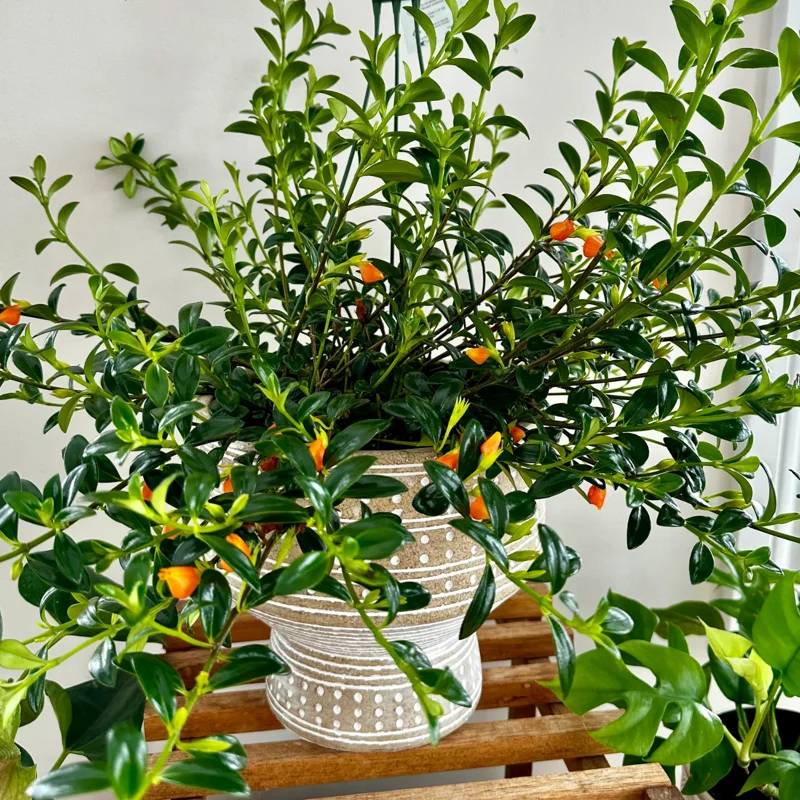 Lady Goldfish Plant Live in Pot, Tropical Goldfish Plant for Hanging Basket, Goldfish Plant Live Indoor Outdoor