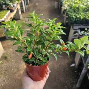 Goldfish Plant Live in Pot, Tropical Goldfish Hybrid Plant for Hanging Basket, Trailing Goldfish Plant Live Indoor Outdoor