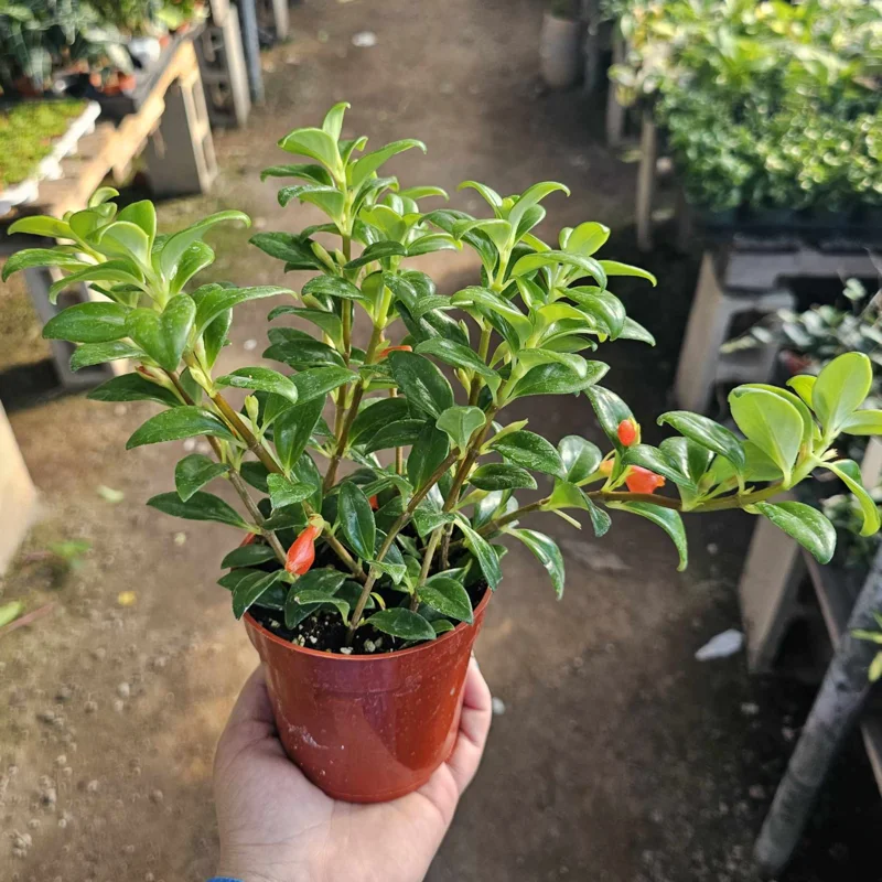 Goldfish Plant Live in Pot, Tropical Goldfish Hybrid Plant for Hanging Basket, Trailing Goldfish Plant Live Indoor Outdoor