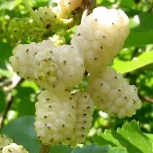 Set of 2 White Mulberry Plants Live Bareroots, Sweet Mulberry Fruit Trees for Planting, Mulberries Seedlings