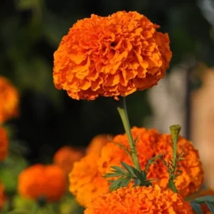 Live Marigold Plants