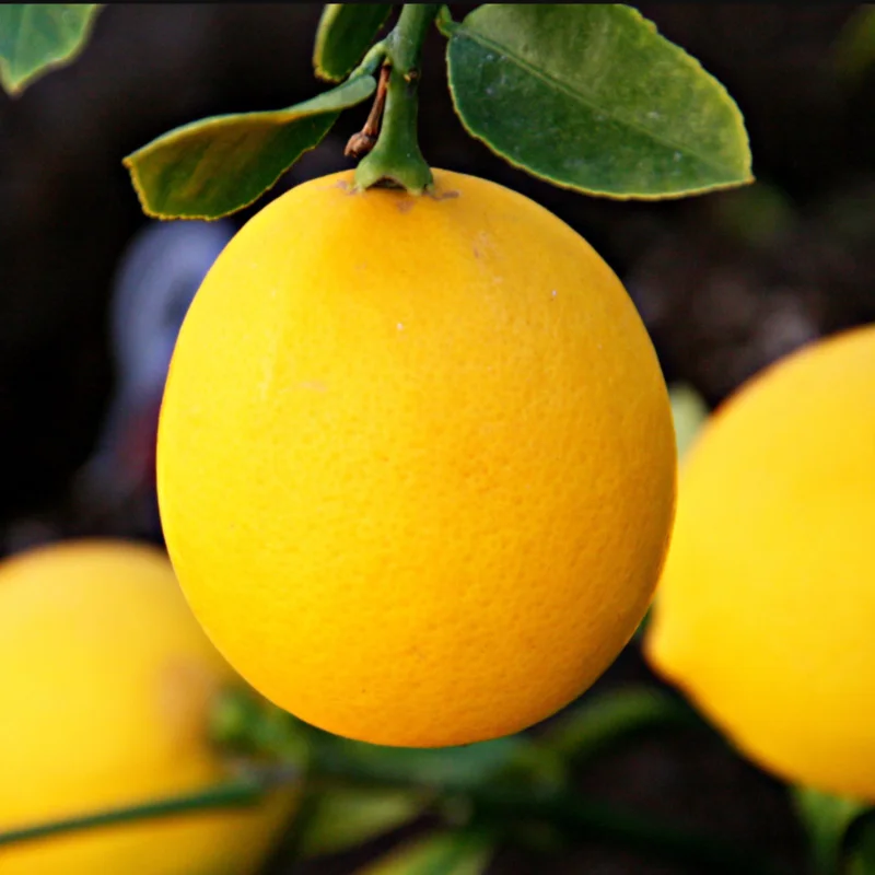 Live Eureka Lemon Plant for Planting, 4 Inch Tall, Potted Seedling Eureka Lemon Plant Live, Sweet Fruit Plant