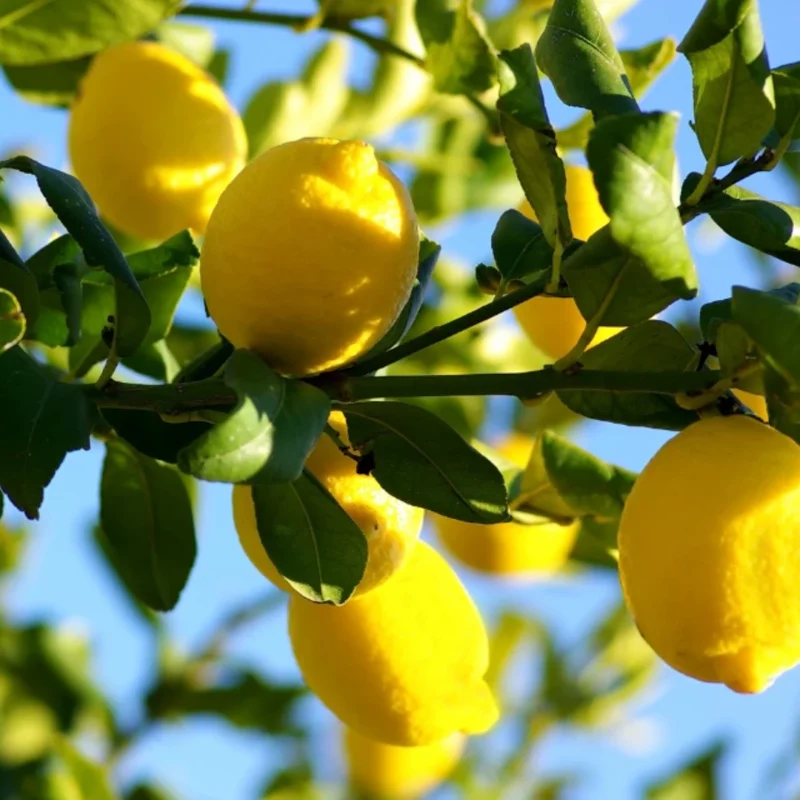 Live Eureka Lemon Plant for Planting, 4 Inch Tall, Potted Seedling Eureka Lemon Plant Live, Sweet Fruit Plant