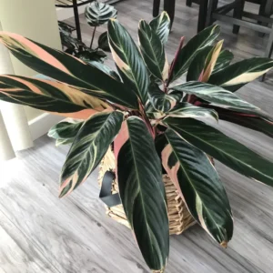 Triostar Stromanthe Plant, Tricolor Prayer Plant Live 4 Inches Pot House Plant