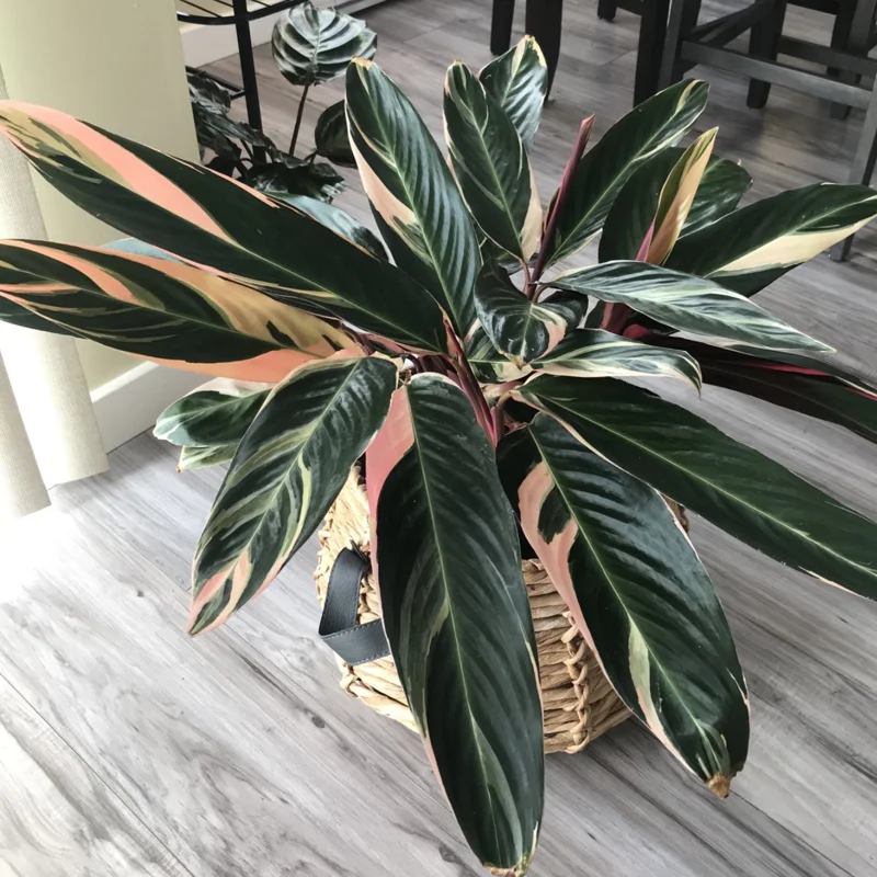 Triostar Stromanthe Plant, Tricolor Prayer Plant Live 4 Inches Pot House Plant