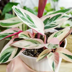 Triostar Stromanthe Plant, Tricolor Prayer Plant Live 4 Inches Pot House Plant