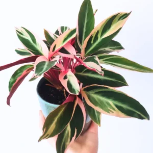 Stromanthe Triostar Live Plant, Pink Stromanthe Triostar 4 Inches Potted, Tricolor Prayer Plant Live House Plant