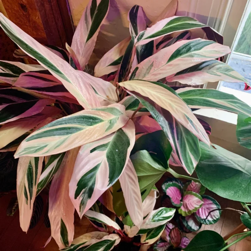 Triostar Stromanthe Plant, Tricolor Prayer Plant Live 4 Inches Pot House Plant