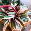 Triostar Stromanthe Plant, Tricolor Prayer Plant Live 4 Inches Pot House Plant