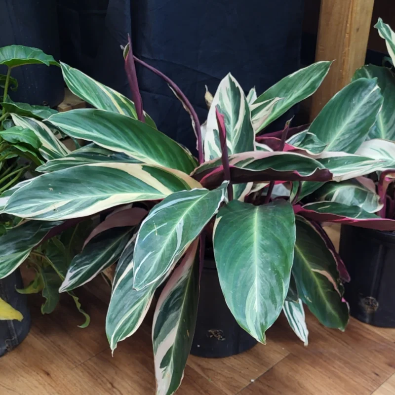 Calathea Stromanthe Triostar Plant, Tricolor Prayer Plant Indoor In 4 Inches Pot