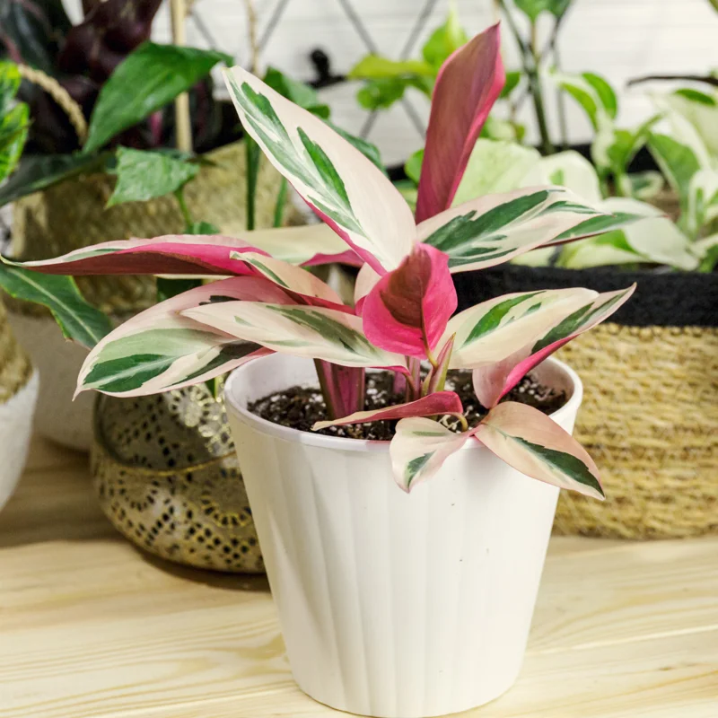 Calathea Stromanthe Triostar Plant, Tricolor Prayer Plant Indoor In 4 Inches Pot