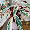 Calathea Stromanthe Triostar Plant, Tricolor Prayer Plant Indoor In 4 Inches Pot