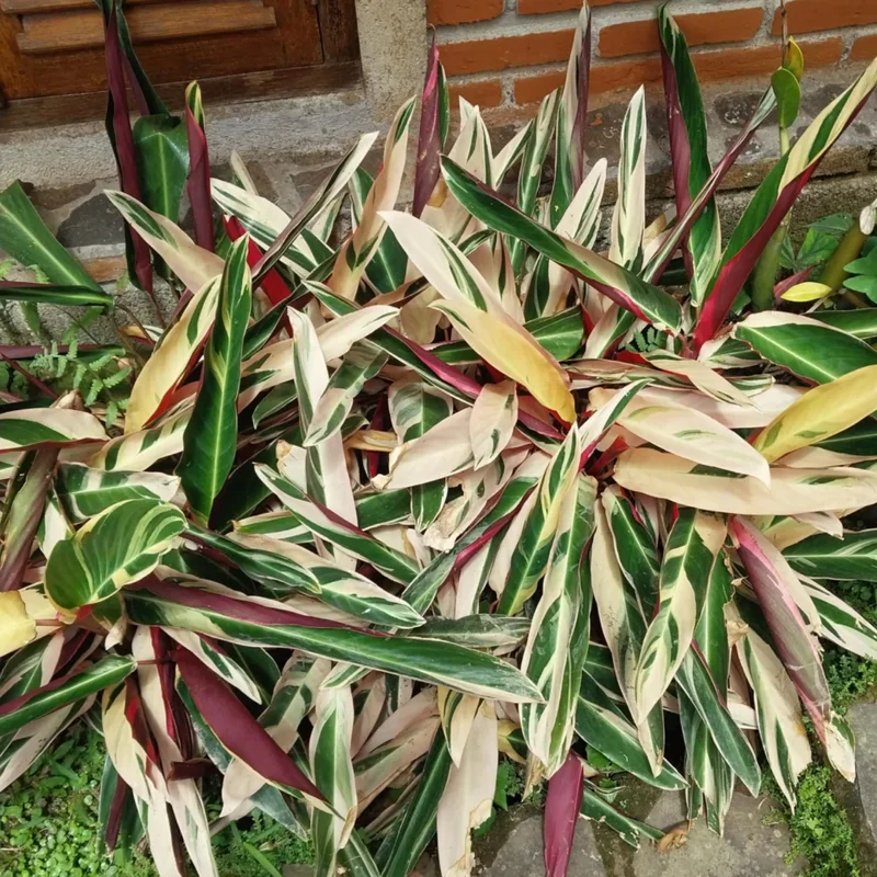 Calathea Stromanthe Triostar Plant, Tricolor Prayer Plant Indoor In 4 Inches Pot