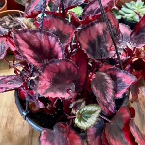 Red Begonia Plant - 2 Plants In 2 Inches Pots, Begonia House Plants Live, Indoor Live Plant