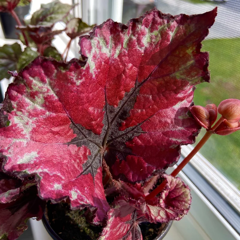 Red Begonia Plant - 2 Plants In 2 Inches Pots, Begonia House Plants Live, Indoor Live Plant