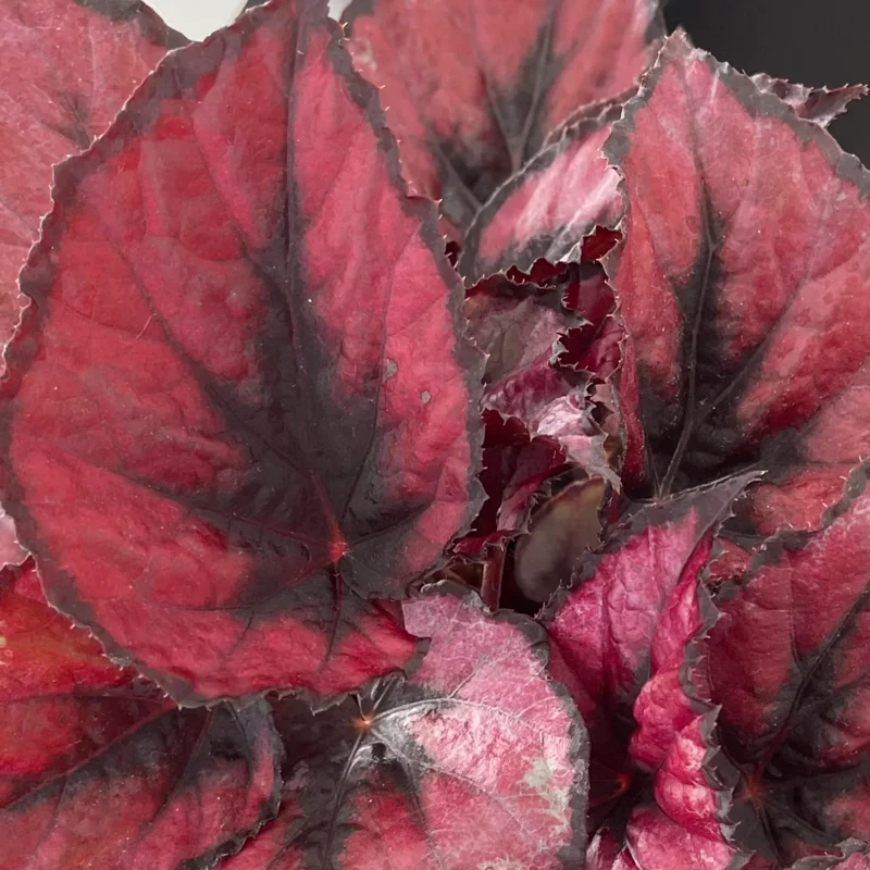 Red Begonia Plant - 2 Plants In 2 Inches Pots, Begonia House Plants Live, Indoor Live Plant