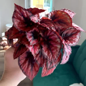 Begonia Plants Live, Pack Of 2 Red Begonia House Plants In 2 Inches Pot