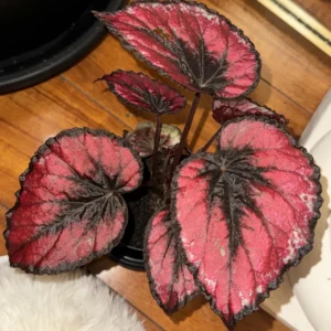 Begonia Plants Live, Pack Of 2 Red Begonia House Plants In 2 Inches Pot