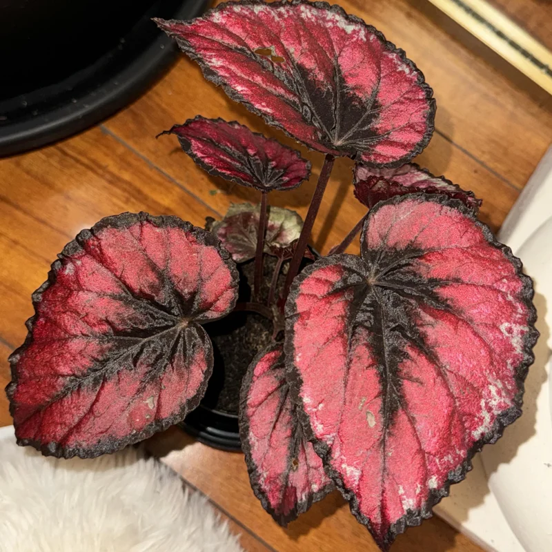 Begonia Plants Live, Pack Of 2 Red Begonia House Plants In 2 Inches Pot