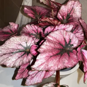 Begonia Plants Live, Pack Of 2 Red Begonia House Plants In 2 Inches Pot